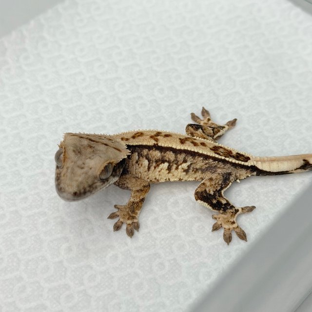 노멀 풀핀 쿼드