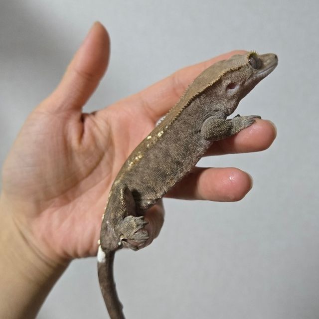 카푸치노