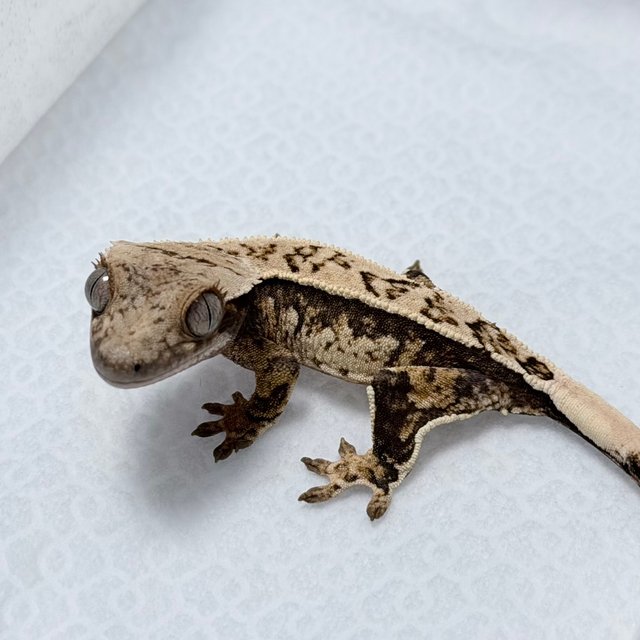 노멀 트라이 화이트스팟