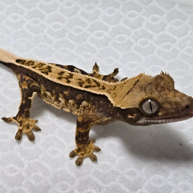 노멀 풀핀 트라이