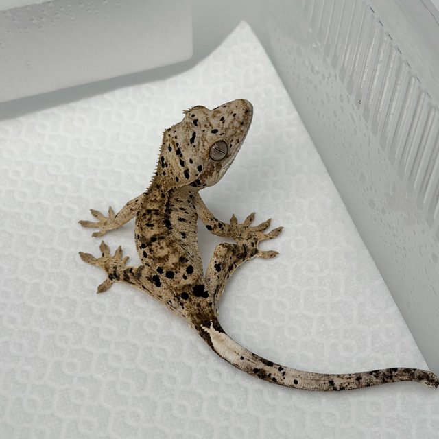 슈퍼달마시안 달마시안