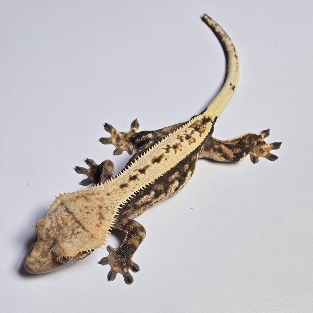 노멀 트라이 익스트림할리퀸 풀핀