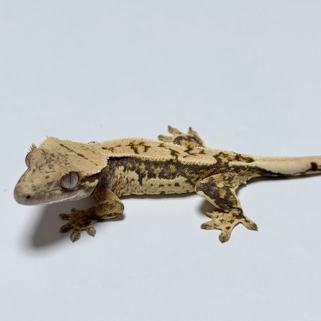 노멀 트라이 쿼드 드리피