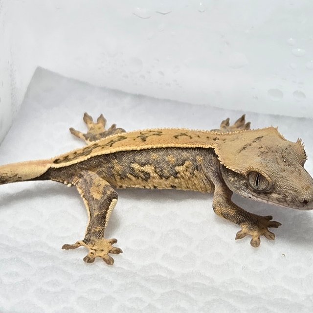 노멀 트라이 풀핀