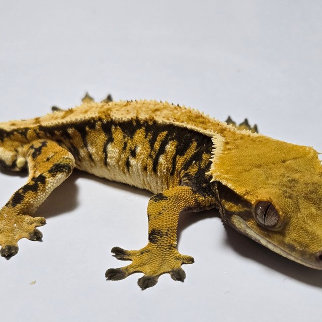 노멀 트라이 익스트림할리퀸 텐저린