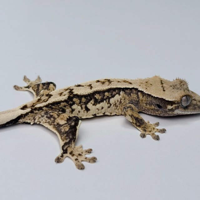 노멀 드리피 쿼드 트라이