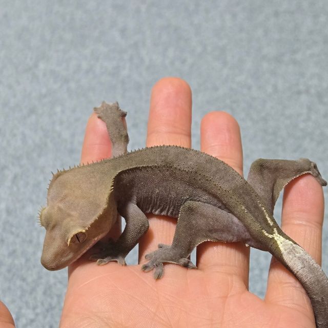 아잔틱