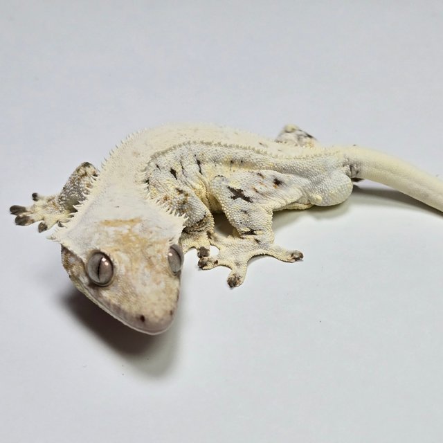 릴리화이트 풀핀