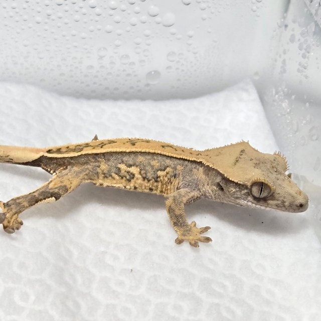 노멀 트라이 풀핀