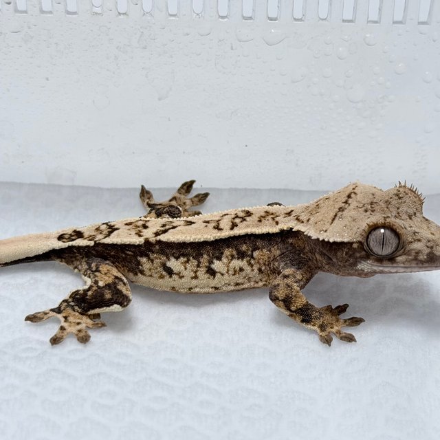 노멀 트라이 화이트스팟