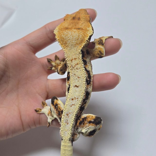 릴리화이트 트라이 풀핀