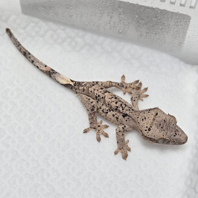 달마시안 슈퍼달마시안