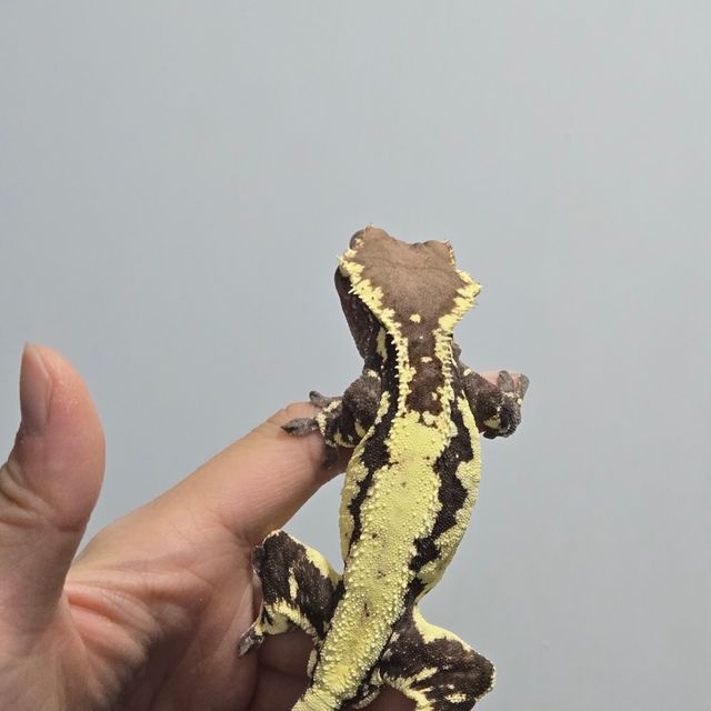 프라푸치노