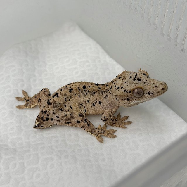 달마시안 슈퍼달마시안