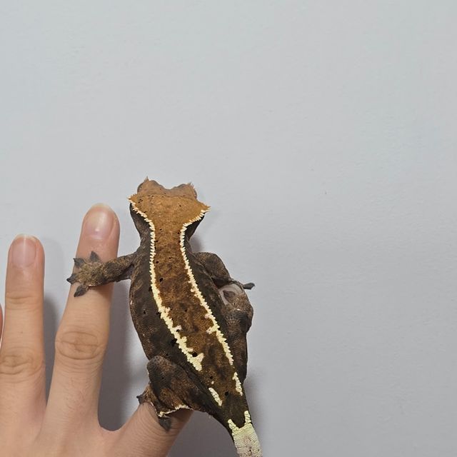 카푸치노