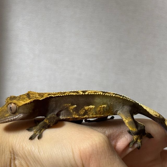 노멀