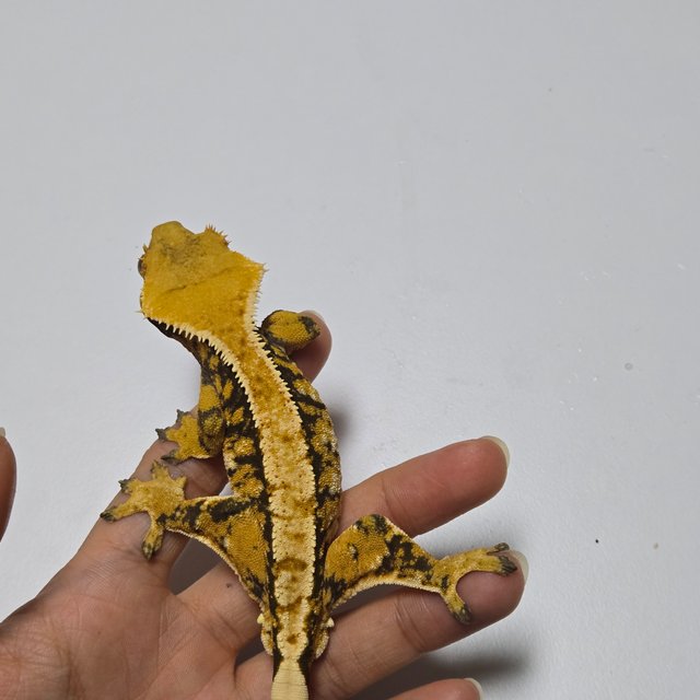 노멀 트라이 익스트림할리퀸 텐저린