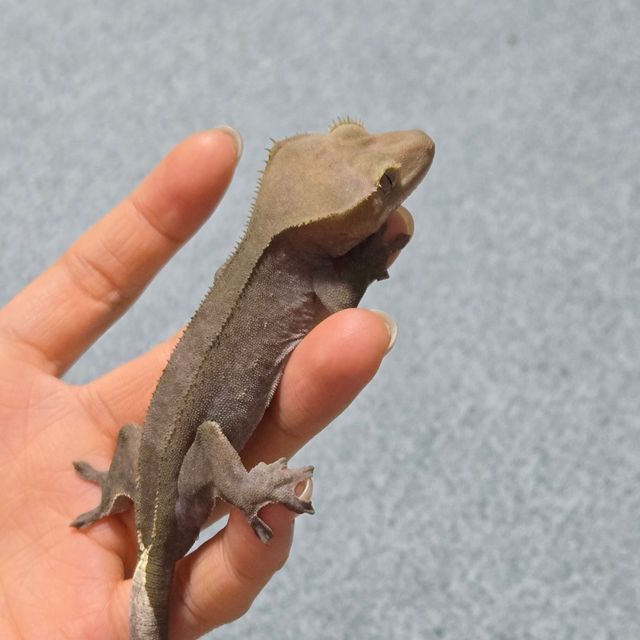 아잔틱