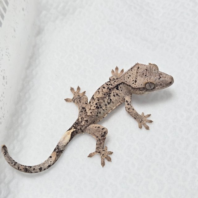 달마시안 슈퍼달마시안