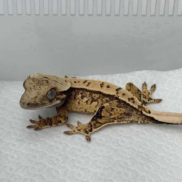 노멀 화이트스팟 세이블 트라이