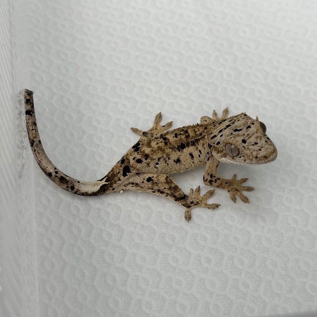 슈퍼달마시안 달마시안