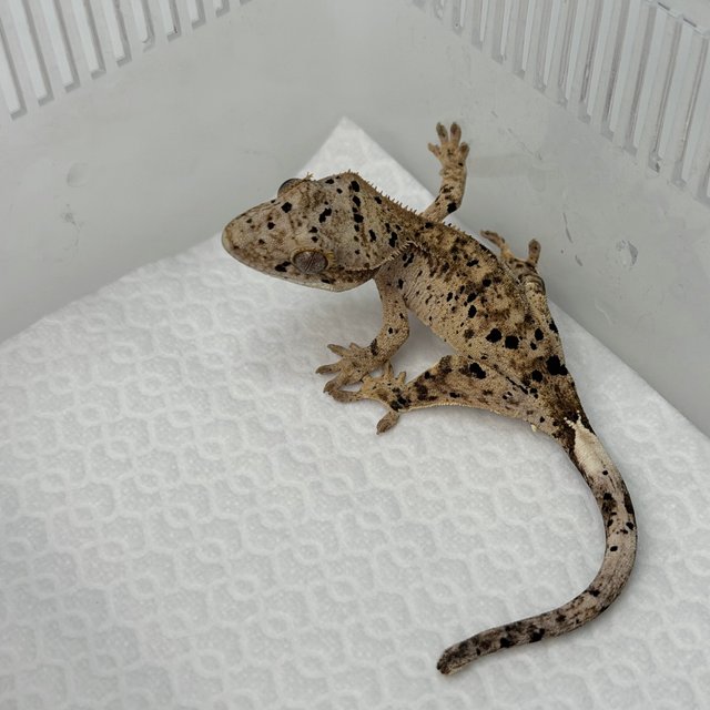 슈퍼달마시안 달마시안