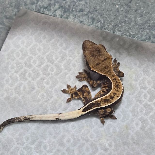 카푸치노 화이트핀
