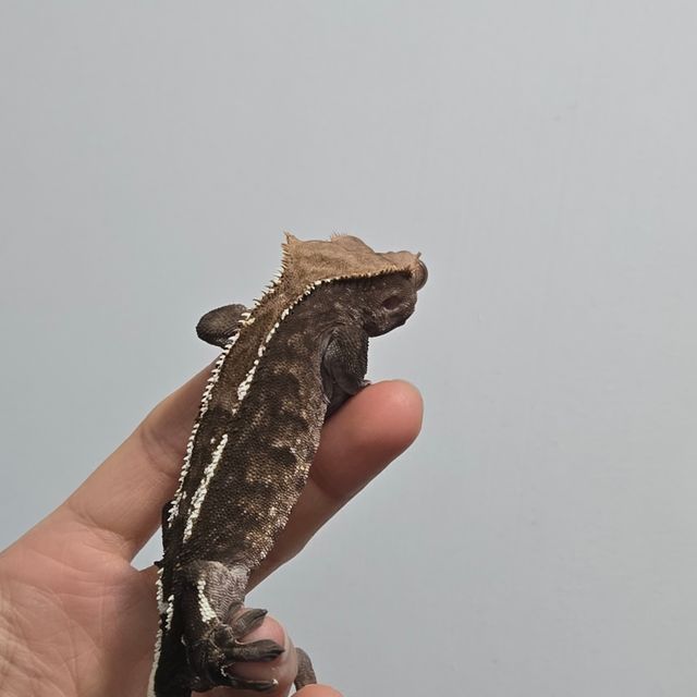 카푸치노