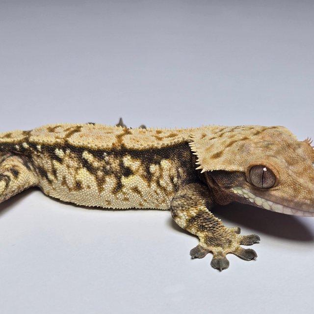 노멀 트라이 익스트림할리퀸 화이트스팟