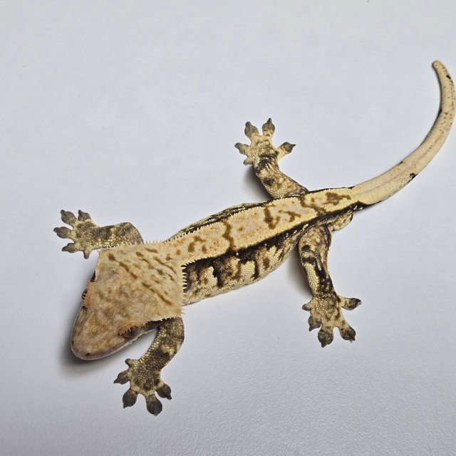 노멀 트라이 익스트림할리퀸 화이트스팟