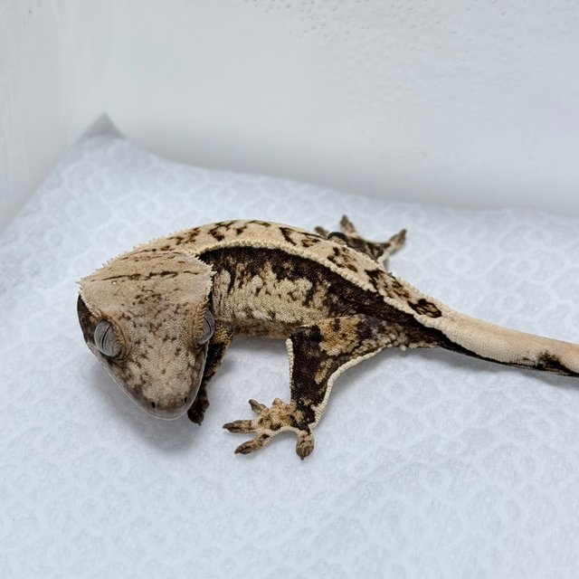 노멀 트라이 화이트스팟