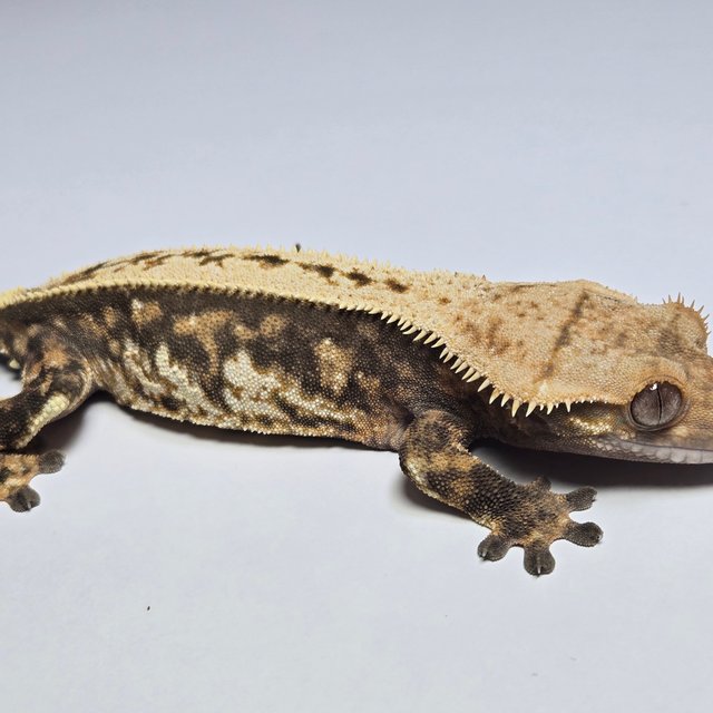 노멀 트라이 익스트림할리퀸 풀핀