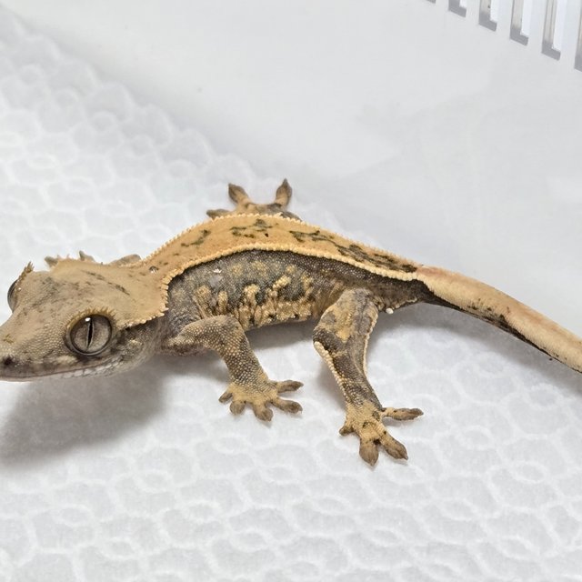 노멀 트라이 풀핀