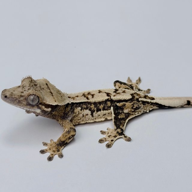 노멀 드리피 쿼드 트라이