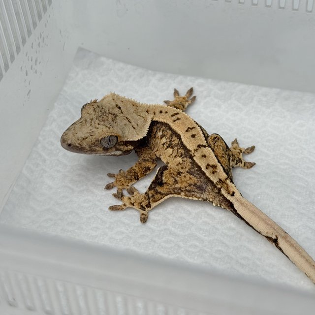 노멀 화이트스팟 세이블 트라이