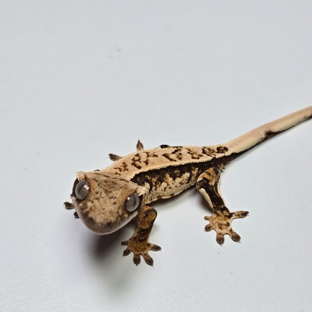 노멀 트라이 화이트스팟