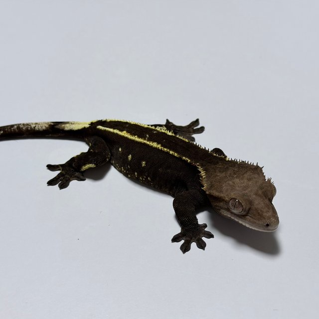 카푸치노 다크 블랙