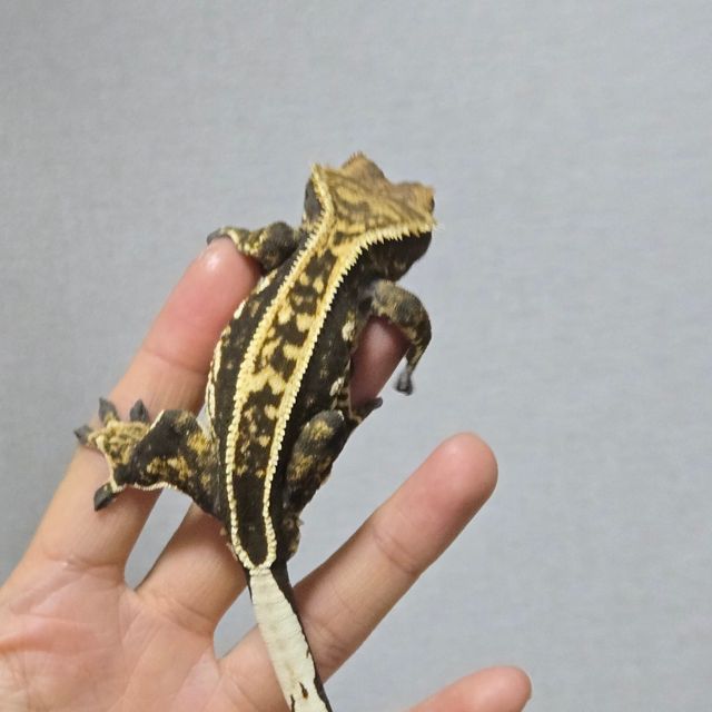 풀핀 엠티백 노멀
