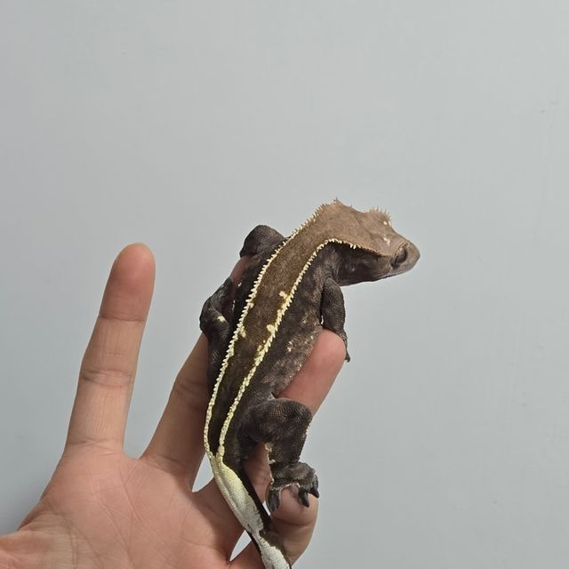 카푸치노 풀핀
