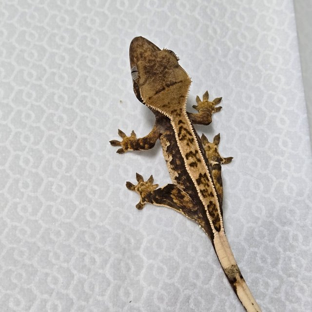 노멀 풀핀 트라이