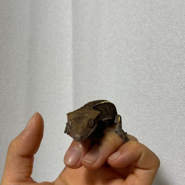 카푸치노