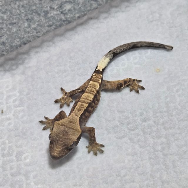 카푸치노