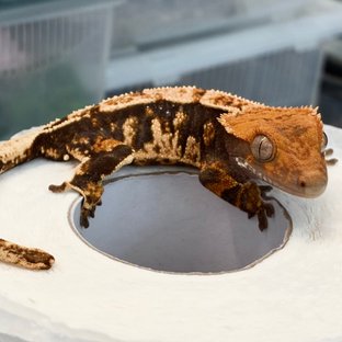 텐저린 트라이 익스트림할리퀸