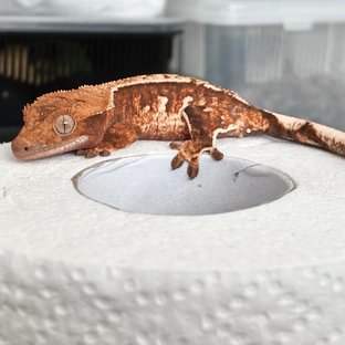 Tri Extreme Harlequin White Pin Tangerine