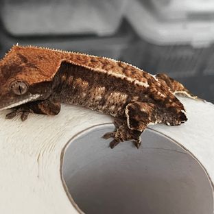 RCK 카푸치노 챠콜 알티 다크 화이트핀