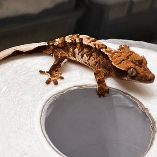 Tri Extreme Harlequin White Pin