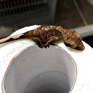 화이트포트홀 다크 블랙 챠콜