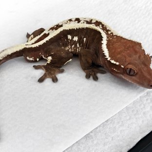 세이블 화이트스팟 화이트크라운 화이트핀 풀핀