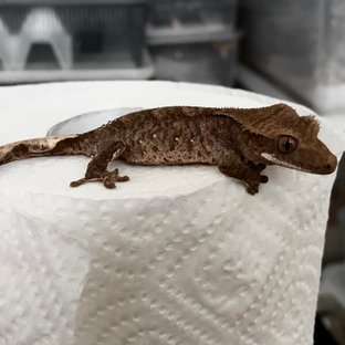 다크 챠콜 알티 화이트포트홀 블랙