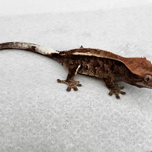 화이트핀 RCK 알티 카푸치노 챠콜 블랙